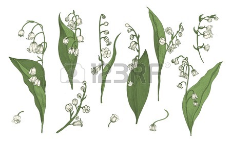 Lily Of The Valley Drawing at GetDrawings | Free download