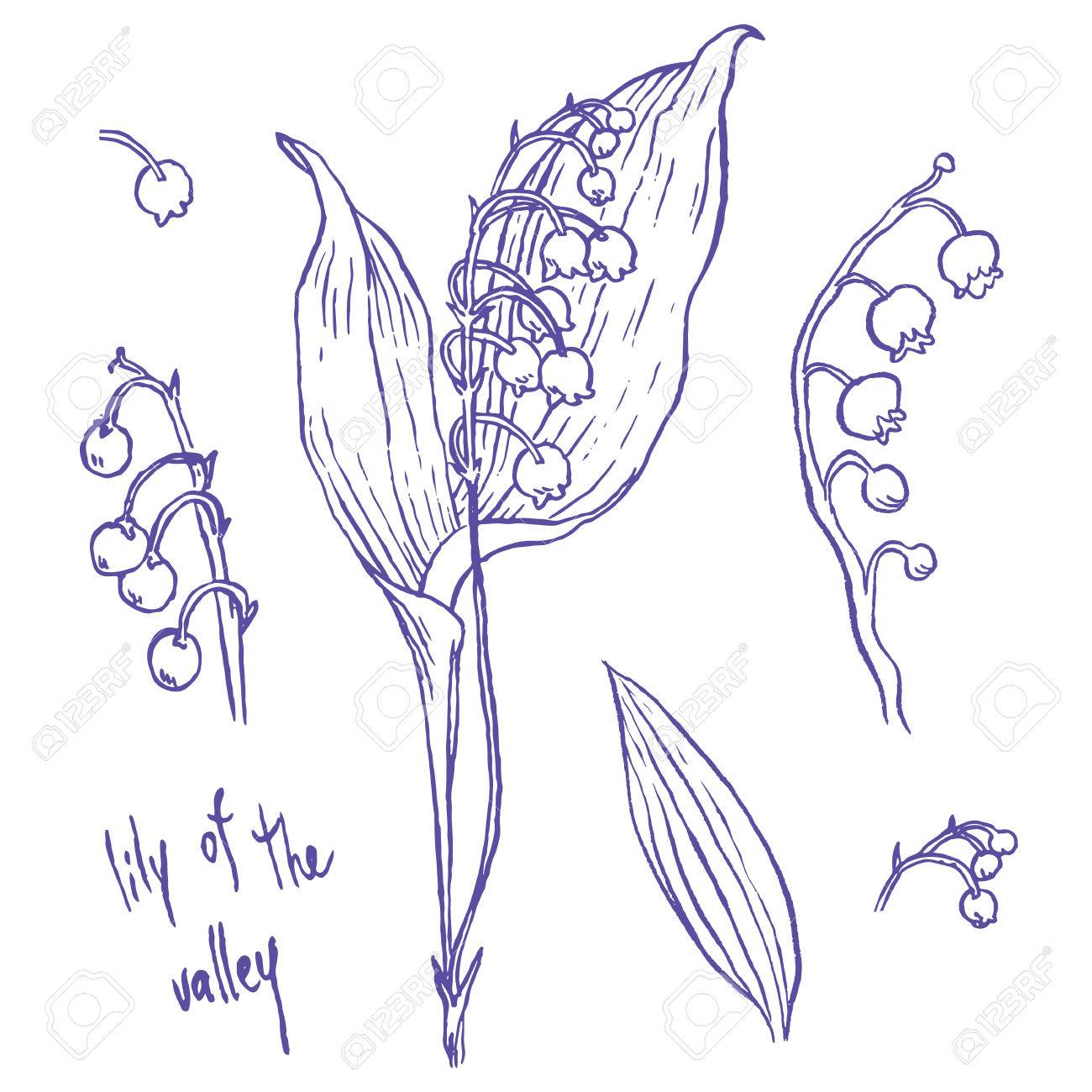 Lily Of The Valley Drawing at GetDrawings | Free download