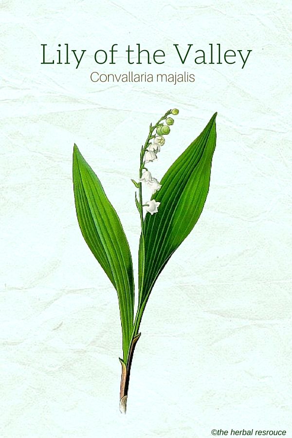 600x900 Lily Of The Valley