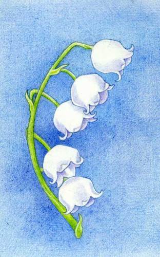 312x500 Floating Lemons 1st Drawing For 2008! Lily Of The Valley