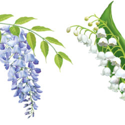 250x250 Lily Drawing, Pencil, Sketch, Colorful, Realistic Art Images