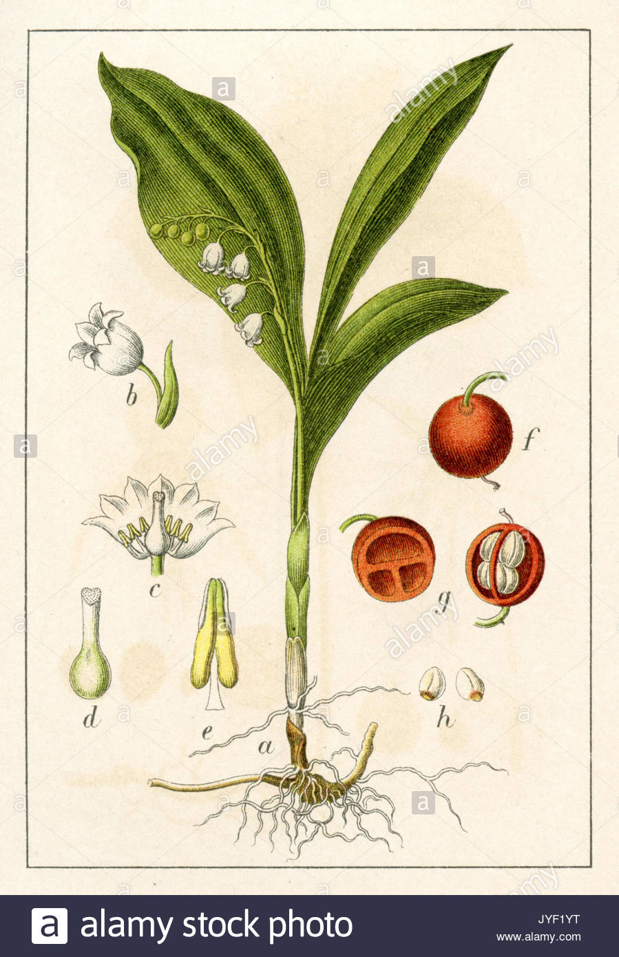 899x1390 Lily Of The Valley Drawing Stock Photos Amp Lily Of The Valley