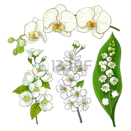 450x450 White Flower Set