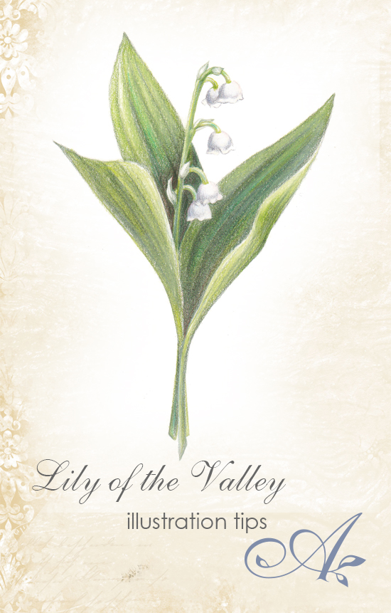 550x861 Botanical Illustration Tutorial