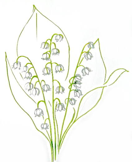 425x524 How To Draw A Lily Of The Valleys