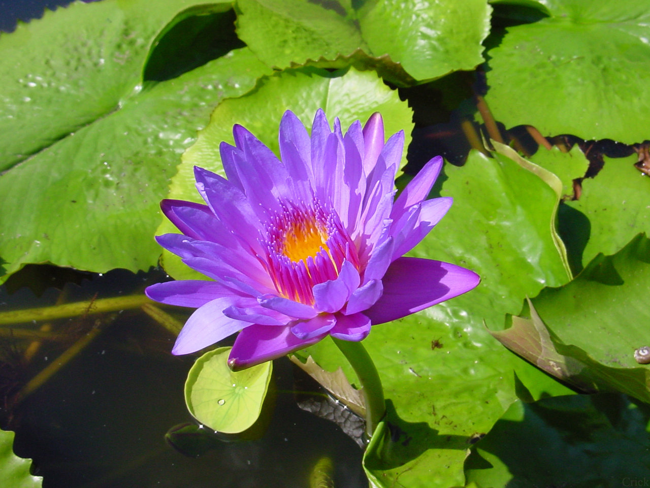 1280x961 Water Lily Pad Pond Flower By Enchantedgal Stock
