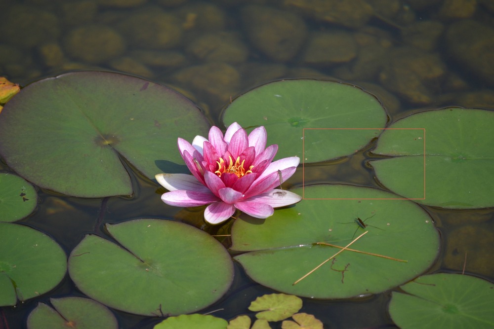 1000x667 Lily Pad