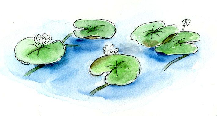 710x381 How To Draw And Paint Lovely Lily Pads Watercolor, Art Lessons