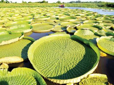 400x300 Giant Lily Pads Draw Impressive Crowds To Paraguay Lagoon