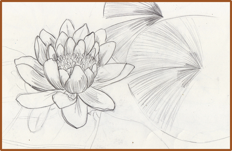 800x522 Weekly Doodles And Tuts How To Draw A Water Lily