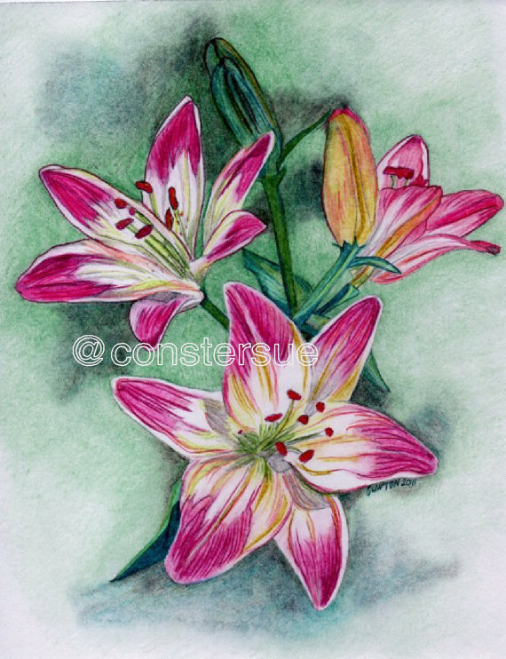570x742 Pink Lilies Pink Lily Original Color Pencil Drawing 8x10 Inch