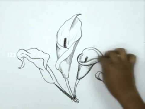 480x360 How To Draw A Calla Lily