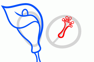 302x199 How To Draw How To Draw Lilies For Kids