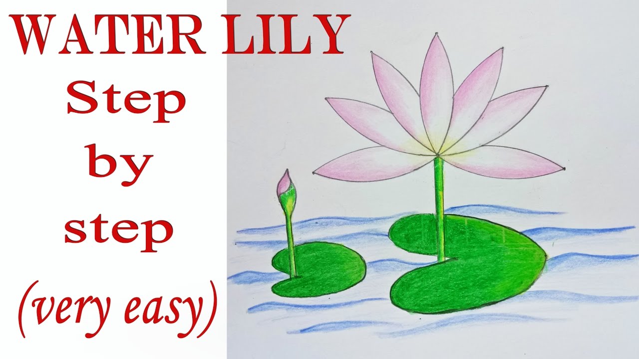 1280x720 How To Draw Water Lily Step By Step ( Very Easy)