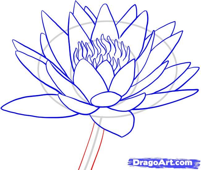 650x549 How To Draw A Water Lily Step 8 Drawing Tips Water