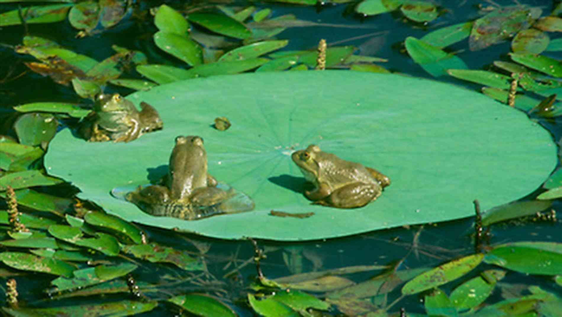 1899x1074 Free Printable Pagesrhsupercoloringcom Cane Toad By Susan Tilgner