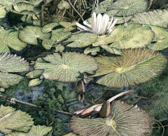 570x460 Lily Pad Pen And Ink Drawing With Watercolor Wash Watercolor