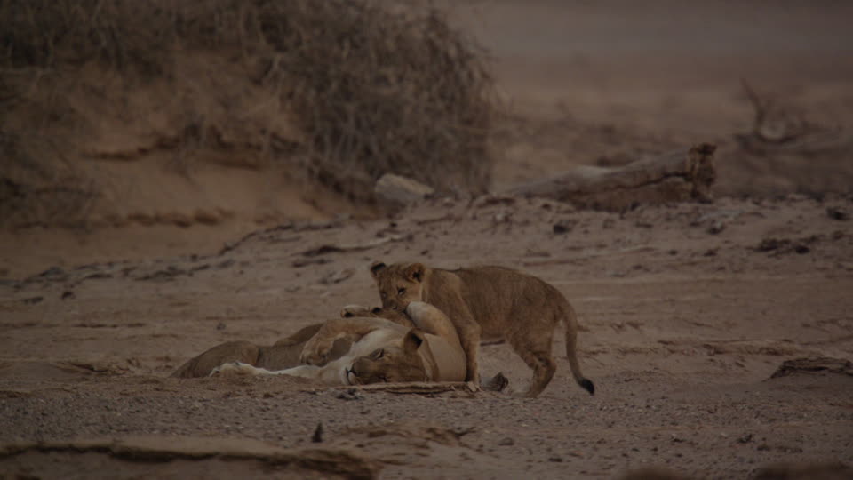 960x540 Lioness Namibia Southern Africa 4k Stock Video 989 978 806