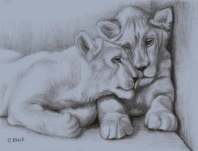 650x498 Stunning Lion Cub Drawings And Illustrations For Sale On Fine