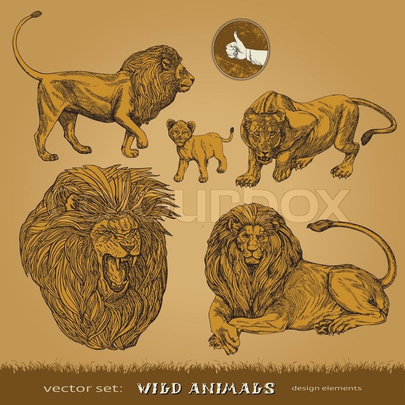 800x800 Eps10, Hand Drawn Wild Animals Vector Set Lions, A Lioness
