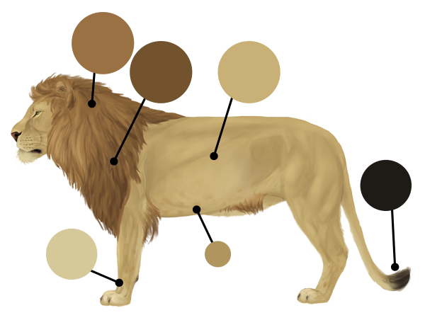 600x452 How To Draw Animals Big Cats, Their Anatomy And Patterns Draw