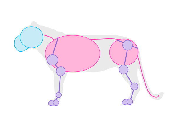 600x400 How To Draw Animals Big Cats, Their Anatomy And Patterns