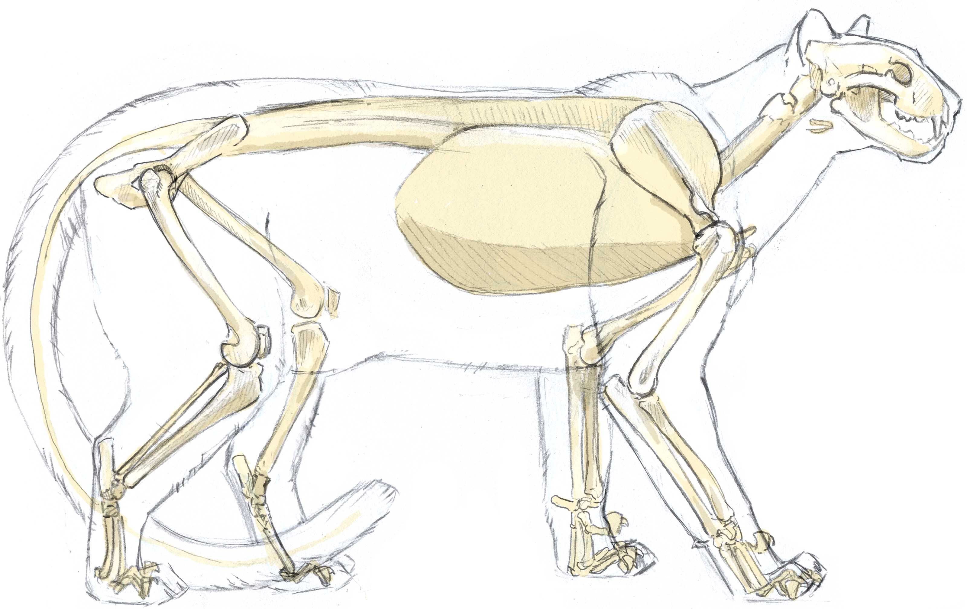 3200x2014 Skeletal Anatomy Mountain Lion, By John Muir Anatoref