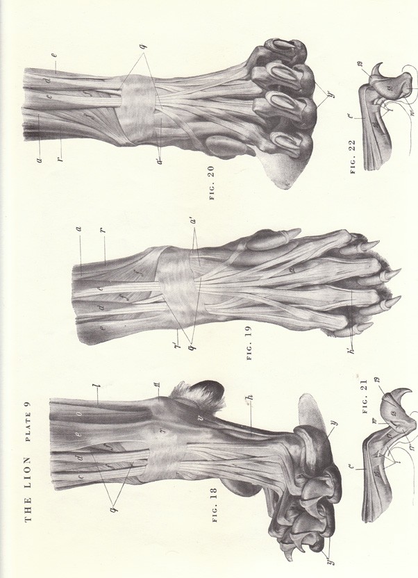 602x832 Vintage Lion Leg And Claw Skeletal View Illustration By Niminsshop