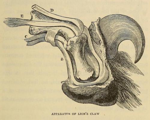 500x401 Tumblr Lpw70uatjk1qk931ho1 500.jpg Animal Anatomy