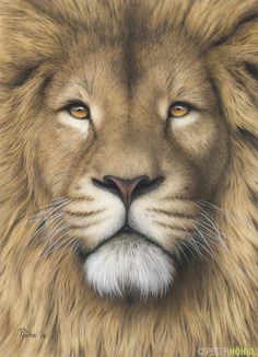 236x326 Lion Colored Pencil Drawing Coloured Pencil Peter Hohsl Amazing