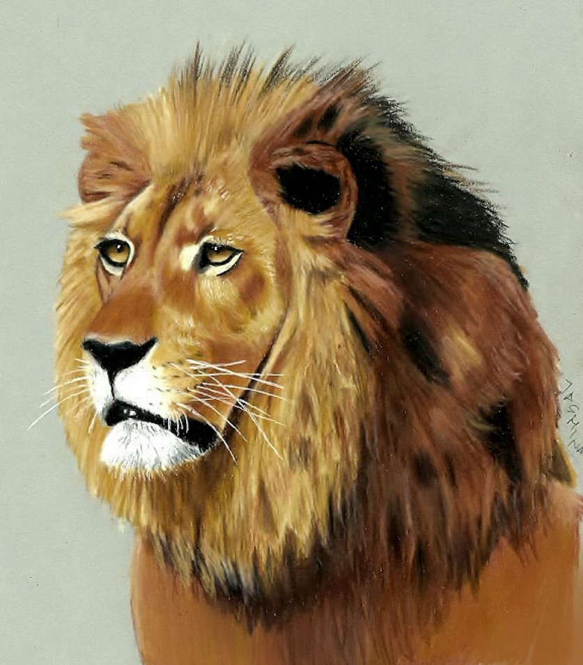 837x955 Lion Colored Pencil Drawing By Jasminasusak