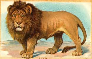 312x200 Lion Color Drawing