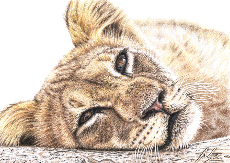 900x636 Tired Young Lion Drawing By Nicole Zeug