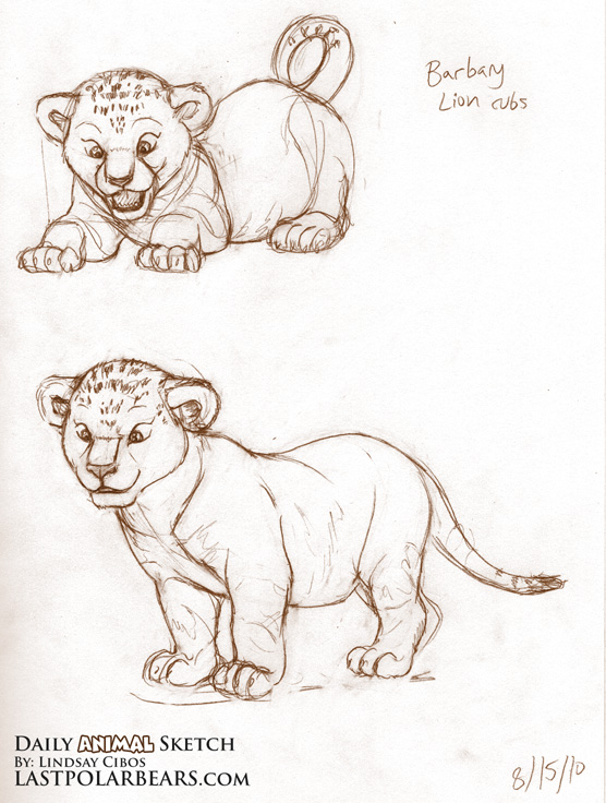 556x736 Studies Of African Lion Cubs, With A Focus On Weighting