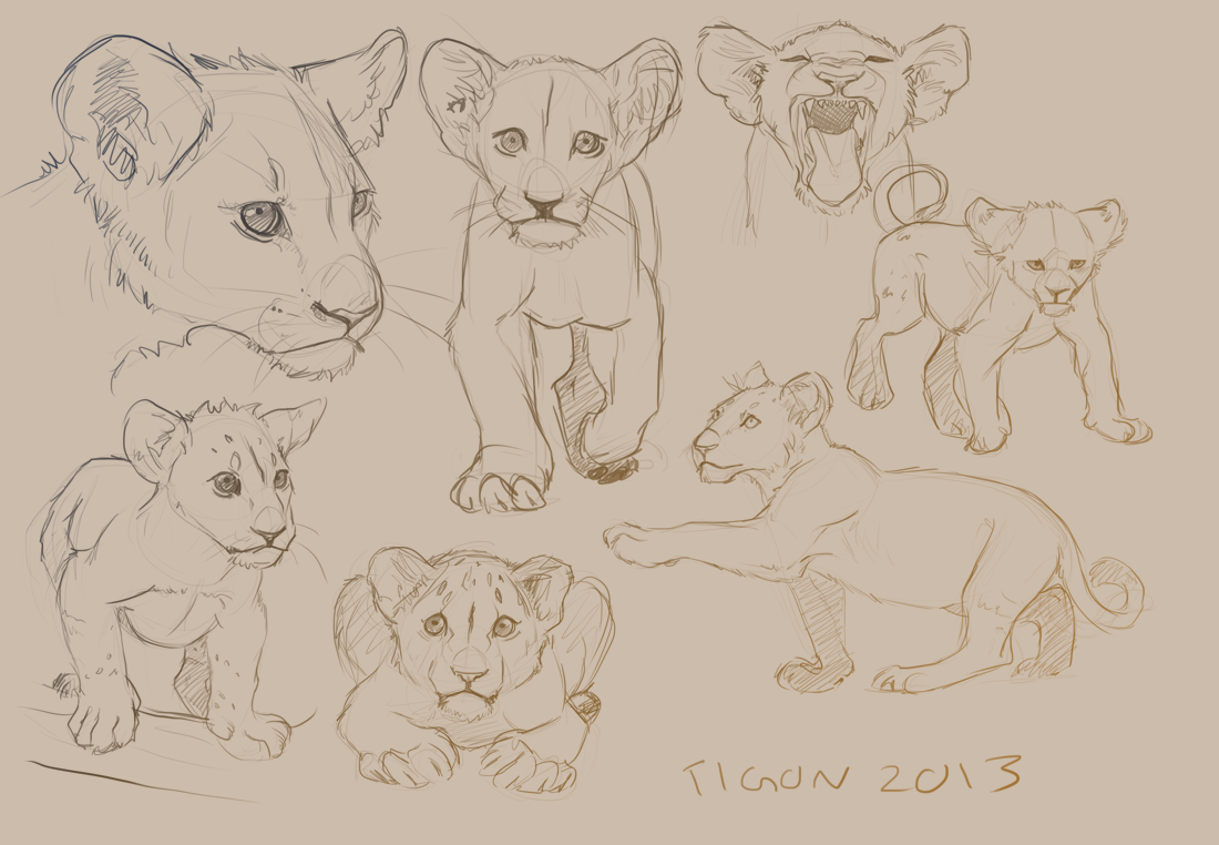 1100x762 Tiger Practice Sketches By Drkav