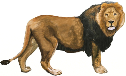 500x301 How To Draw A Lion
