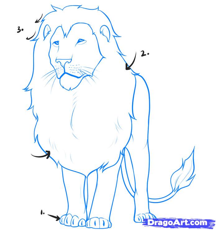 695x740 How Draw A Lion Step Step Free Download Clip Art Free How