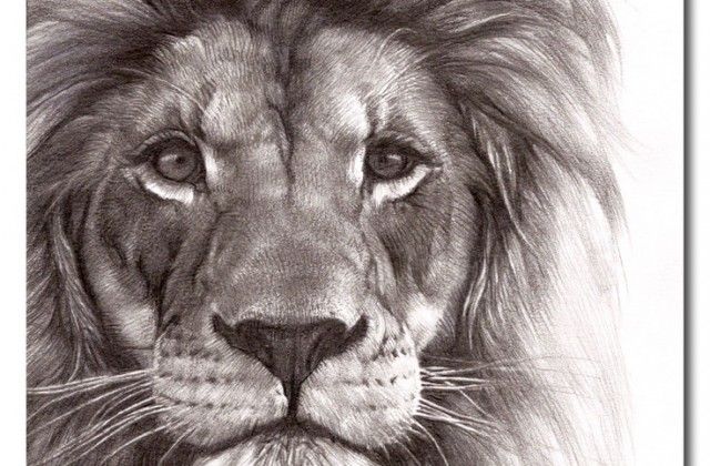 640x420 Lion Face Drawing Graphite Drawing Animal Lion Drawing Snow