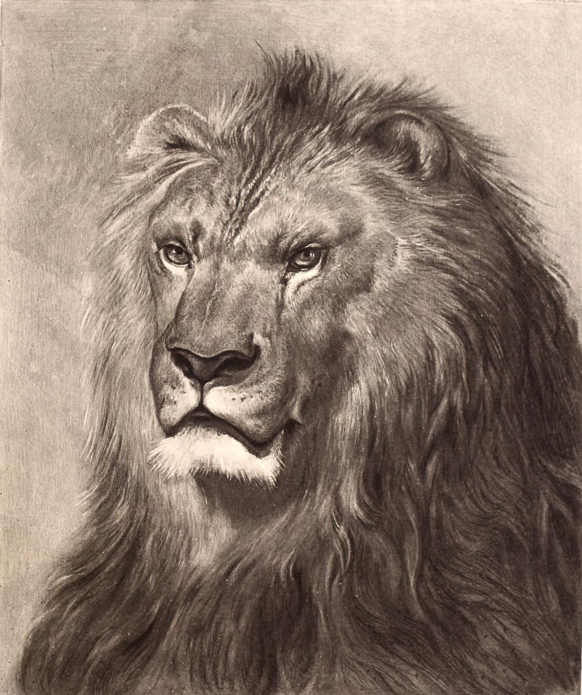 1167x1393 Stunning Vintage Lion Face Drawing