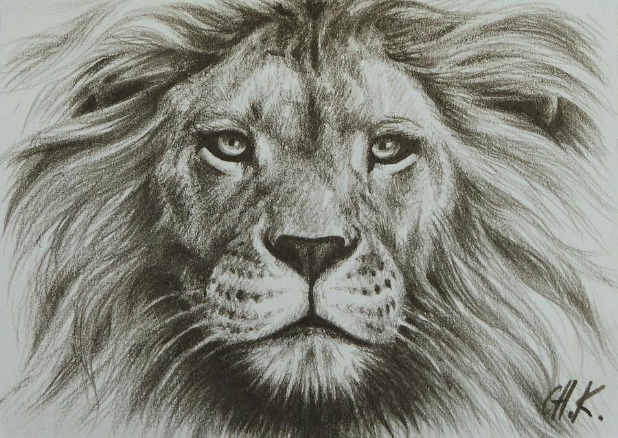 900x638 Pro Lion Drawing Lvi Lions, Lion