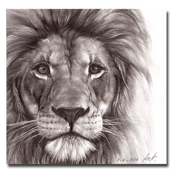 570x570 Best Pencil Drawing Of A Lion