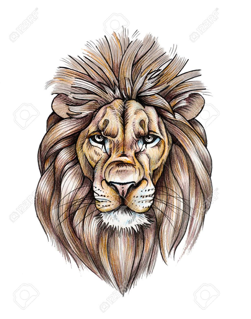 1023x1300 Portrait Of A Beautiful Lion. Color Pencil Drawing Stock Photo