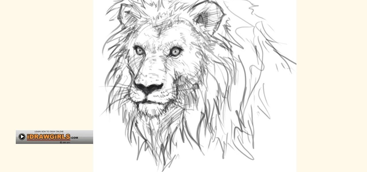 1280x600 How To Draw A Regal And Proud Lion For Beginners Drawing