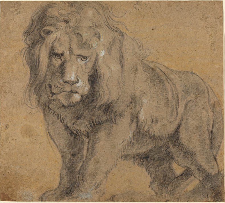 790x712 The Last Word On Nothing Drawings Of Drawings Of Lions