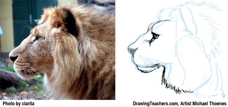 800x378 Lion Drawing