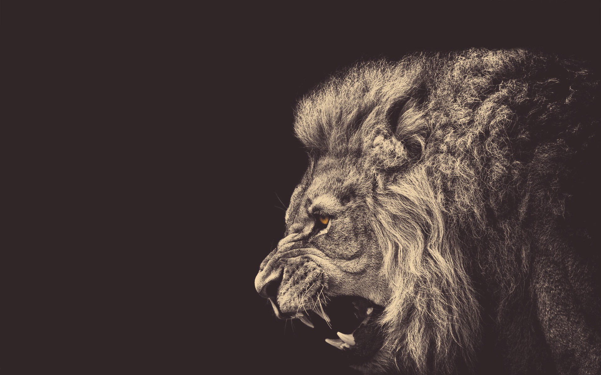 1920x1200 Lion Wallpapers, Hd Widescreen Desktop Photos W.web Gallery
