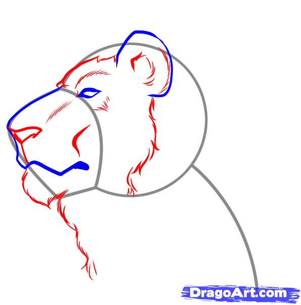 596x603 How To Draw A Lion Face Step 3 Acrylic Painting