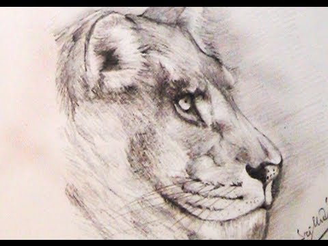 480x360 How To Draw A Lion Using Pencil Yzarts Yzarts
