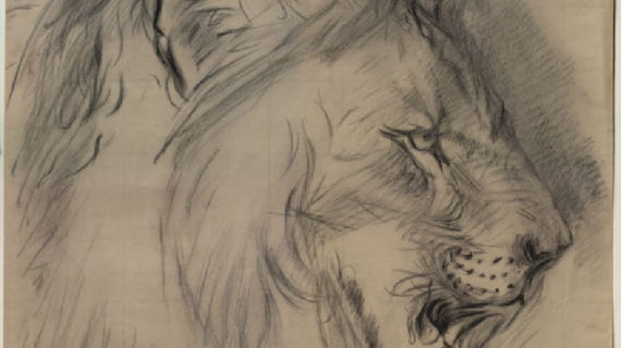 570x320 Pencil Sketch Of Lion Head