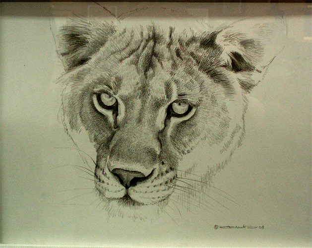 629x500 Lioness Pencil Drawing Lion Face